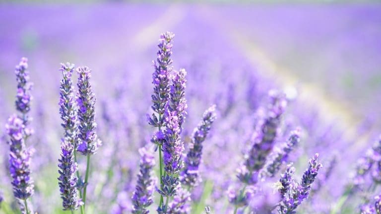 Norfolk lavender on the Wash Way driving route