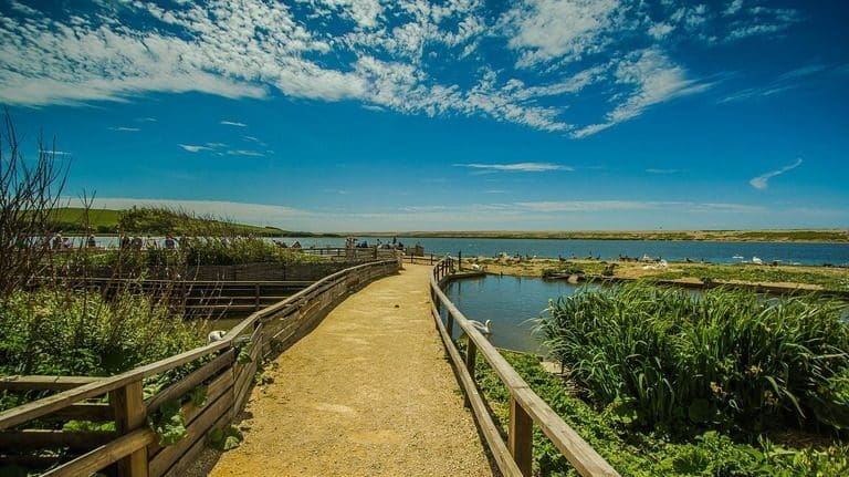 Abbotsbury Swannery Jurassic Coast driving route