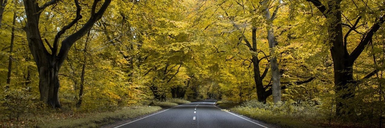 Thetford Forest along the Wash Way driving route Norfolk